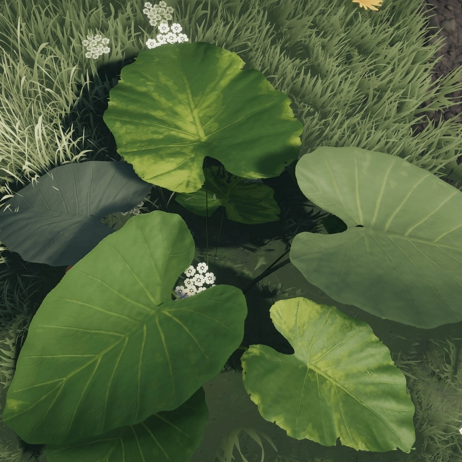 elephant ear