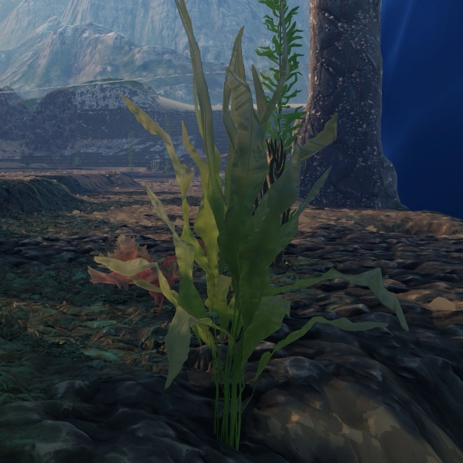 kelp